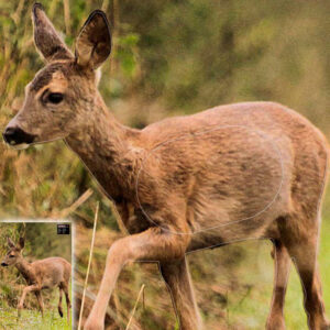 2D Animal Target 40x60cm for Roe Deer Hunting Practice