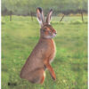 2D JVD Hare Target for Training