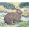 2D Target JVD Rabbit for training