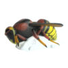 3D Target Wasp SRT 60x28cm