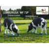 3D Target Lemburusa Boar Foam 110x40x80cm