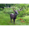 3D Target Mule Deer Foam 150x145cm