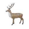 Franzbogen 3D Red Deer Target 205x235x45cm