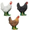 Gallinas Beier tres colores